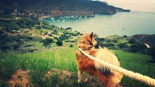 Dog standing on grassy hill by sea