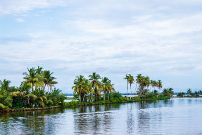 Scenic view of palm trees against sky