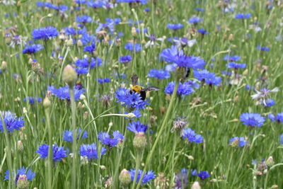 Close-up of purple flowers blooming in field