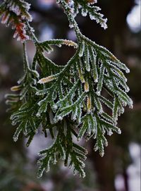 Close-up of frost on tree branch