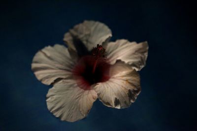 Close-up of hibiscus flower against black background