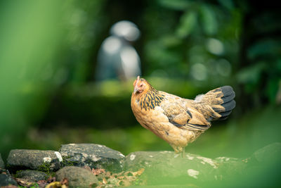 Close-up of a bird