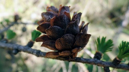 Close-up of plant against blurred background