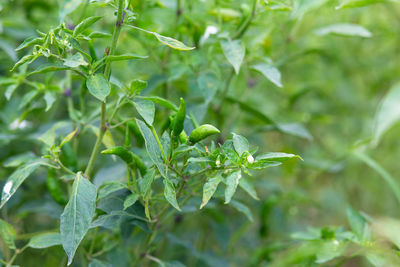 Close-up of plant