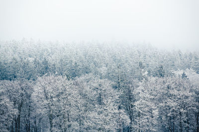 Pine trees in forest during winter
