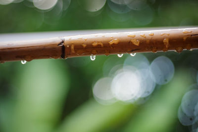 Close-up of water drops on pipe