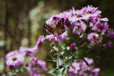 Close-up of butterfly pollinating on pink flower