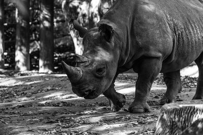 Close-up of rhinoceros in forest