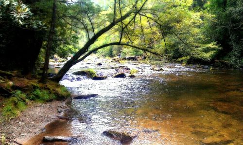 River in forest