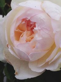 Full frame shot of rose flower
