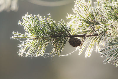 Close-up of pine tree