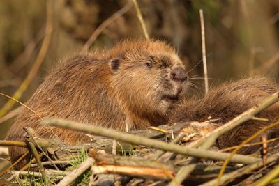 Close-up of beaver on sticks