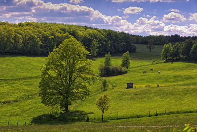 Trees on field against sky