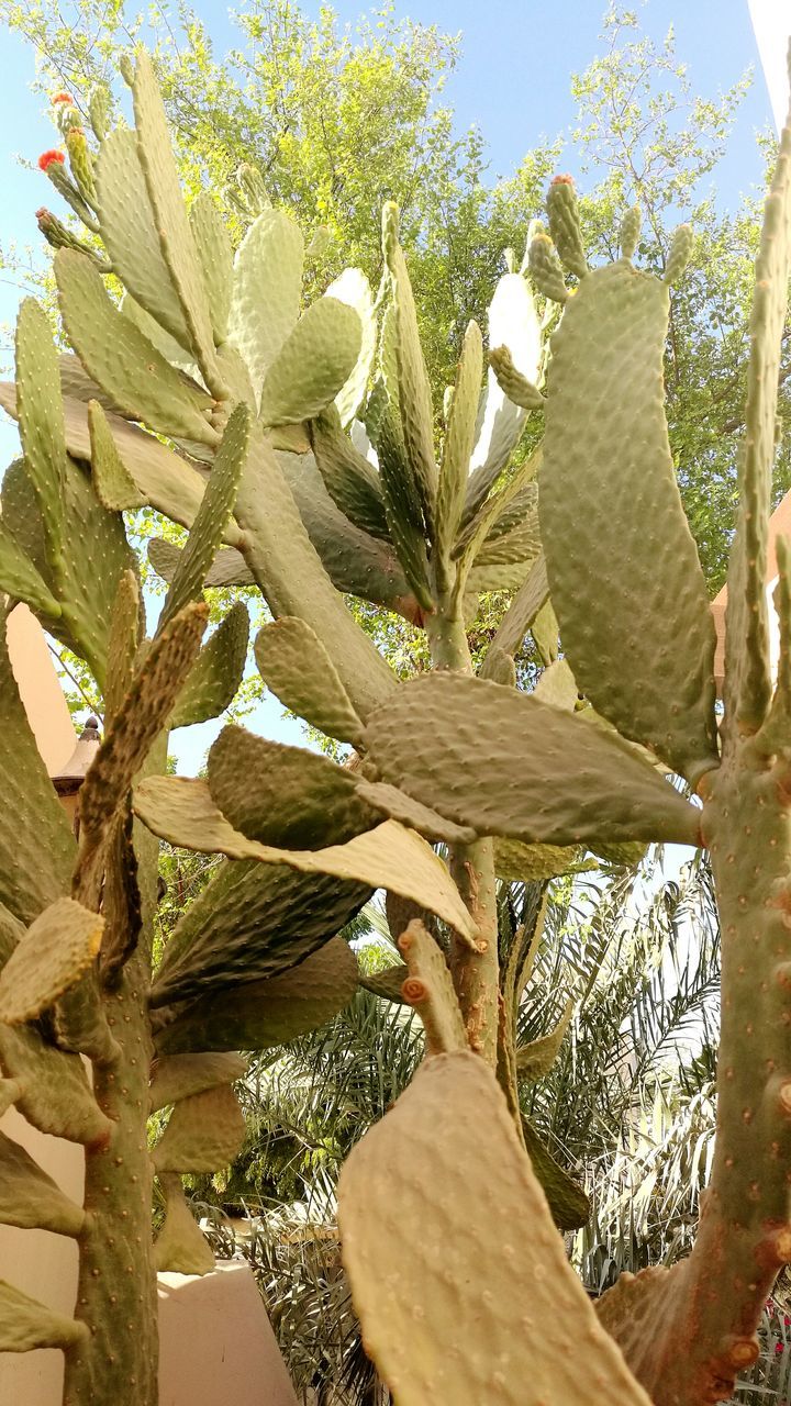 LOW SECTION OF TREES GROWING IN GARDEN