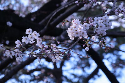 Close-up of cherry blossoms in spring