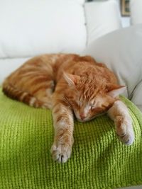 Cat sleeping on tiled floor