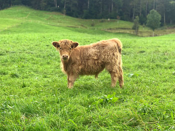 Portrait of cow on field