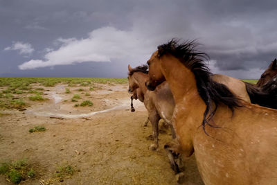 Horses on a land