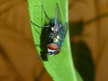 Close-up of insect on leaf