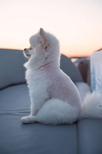 White dog sitting