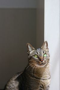 Portrait of tabby cat against wall