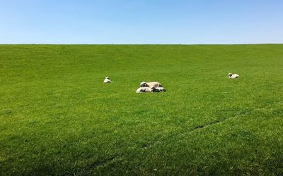 Horse on grassy field