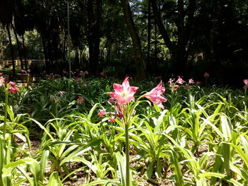 Close-up of pink flowers