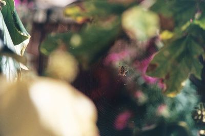 Close-up of lizard on plant