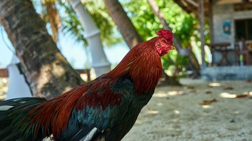 Close-up of rooster