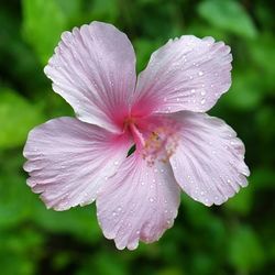 Close-up of pink flower