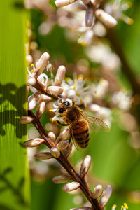 Bee pollinating on white flowers of cordyline australis flowers, commonly known as the cabbage tree.