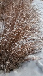 Close-up of snow covered land