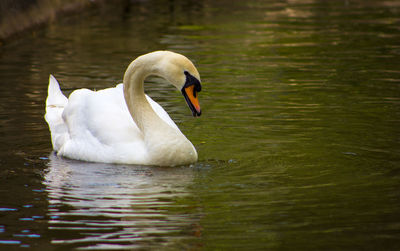 Swan floating on a lake