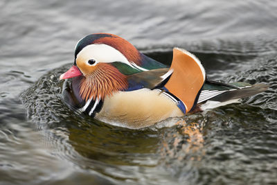 Close-up of mandarin duck swimming in lake