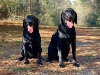 Black dog looking away