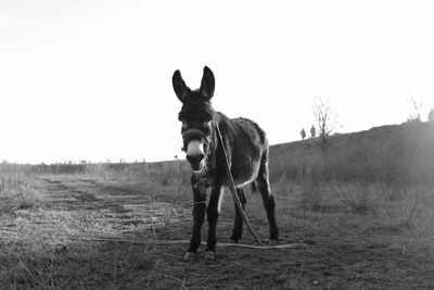 Horse standing on field against clear sky