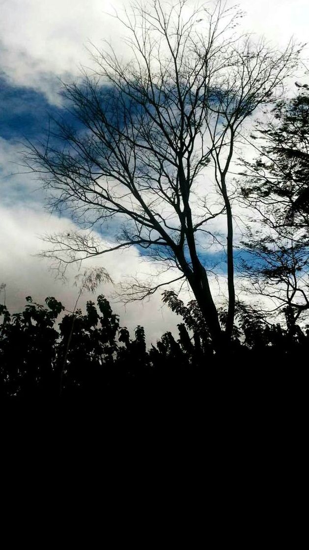 LOW ANGLE VIEW OF SILHOUETTE BARE TREE AGAINST SKY