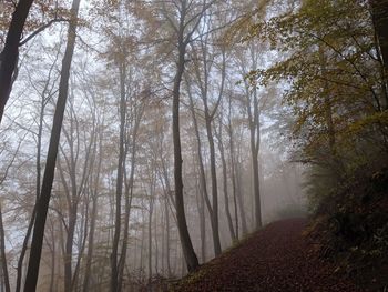 Trees in forest