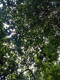 Low angle view of trees in forest