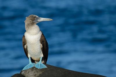 Close-up of bird perching on rock