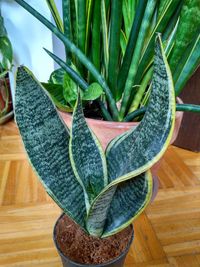 High angle view of succulent plant on table