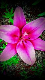 Close-up of pink flower