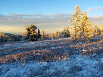 Trees on snow covered field against sky during sunset