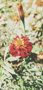 Close-up of red flower on field