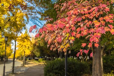 Close-up of maple tree during autumn