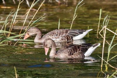 Birds in lake