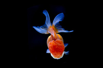 Close-up of fish swimming in sea