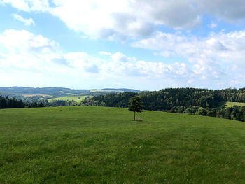 Trees on field against sky