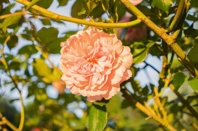 Close-up of flower against blurred background