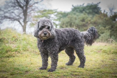 Dog standing on field